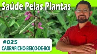 Saúde Pelas Plantas  Carrapicho asma bronquite ovários infecções vaginais diarreia [upl. by Pollack]