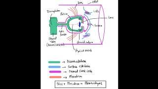 Clinical Embryology of The Eye  Part 1 Basics [upl. by Esirec728]