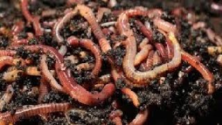 Feeding composting worms [upl. by Aihsiyt]