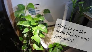 Baby Bichir and Arowana Update  Pothos Growth [upl. by Ydnal393]