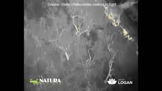 Greater Glider Petauroides volans during flight [upl. by Delogu]