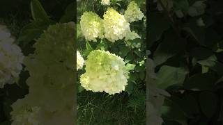 Polar bearhydrangea гортензия гортензія flowers hortensia paniculata garden polarbear сад [upl. by Yedok]