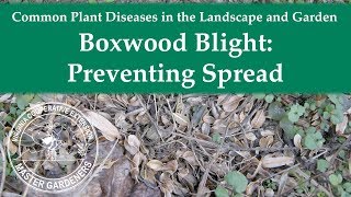 Boxwood Blight Preventing Spread [upl. by Ari]