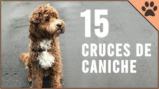 15 Cruces De Caniche  Perros Mundo [upl. by Elish363]