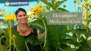 Medicinal Uses of Elecampane Inula helenium [upl. by Fowkes416]