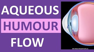 Aqueous Humour Eye Circulation Flow Animation OpenAngle vs ClosedAngle Glaucoma [upl. by Aivata]