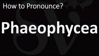 How to Pronounce Phaeophycea CORRECTLY [upl. by Maurits50]