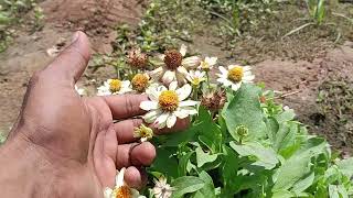 गुलदाऊदी के फूल से बीज कैसे एकत्रित करें  Guldaudi seeds collection  Chrysanthemum seeds [upl. by Oiramat]