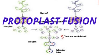 Protoplast fusion   In detail [upl. by Ruscio444]