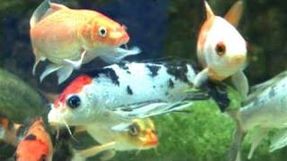 How To Prepare A Coldwater Fish Tank [upl. by Gnirol469]