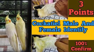 कॉकटेल मे नर और मादा का पता लगाओ  Cockatiel Male and Female Gender Identify Easily [upl. by Darnall]