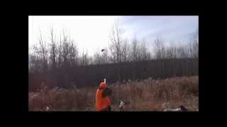 Jed Dave and Jim Oman hunt pheasant at Jims North Country Outfitters [upl. by Sik]