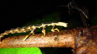 Lampyridae Beetle Larvae from the Yasuni [upl. by Armahs636]