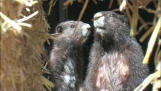 Vancouver Island Marmots at the Calgary Zoo [upl. by Yhtomiht782]