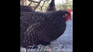 Sweet Trilling Whistle Sounds of Cuckoo Marans [upl. by Notlih486]