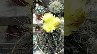 Ferocactus Hamatacanthus var Sinuatus [upl. by Isherwood686]