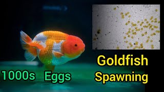 Goldfish Laid Eggs Today [upl. by Ahsiele]