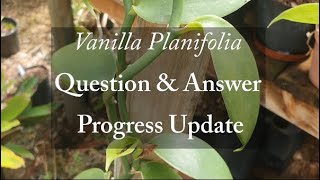 Vanilla planifolia Question amp Answer Progress Update [upl. by Schalles]