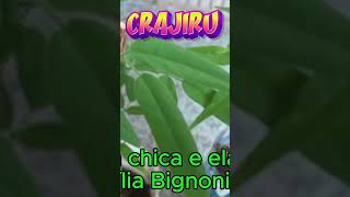 CRAJIRU PLANTA MEDICINAL DIVERSOS BENEFÍCIOS [upl. by Saberhagen554]