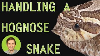 How to Handle a Hognose Snake [upl. by Peti]