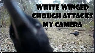 WHITE WINGED CHOUGH ATTACKS MY CAMERA camertrap trailcam birds birdsounds birdwatching [upl. by Adaiha]