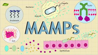 MicrobialAssociated Molecular Patterns  MAMPs  Gut Health  Immunity  Basic Science Series [upl. by Magdaia927]