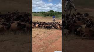 Lote de cabras Repartidas  junto com os Carneiros na Fazenda Carnaúba  Vídeo Daniel Dantas [upl. by Animsay]