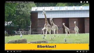 4 Giraffen beim Wettrennen Zoo Augsburg [upl. by Bartle]