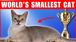 Fun Facts about Singapura cats [upl. by Laehctim]