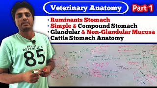 The Animal stomach Anatomy of ruminant stomach of cattle Part 1 [upl. by Jezreel310]