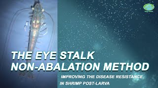 THE EYE STALK NONABALATION METHOD IMPROVING THE DISEASE RESISTANCE IN SHRIMP POSTLARVA [upl. by Rosalba]