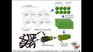 Celulosa y quitina  Carbohidratos parte XII [upl. by Mika576]