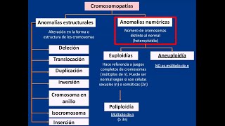 Embriología Alteraciones cromosómicas [upl. by Isman]