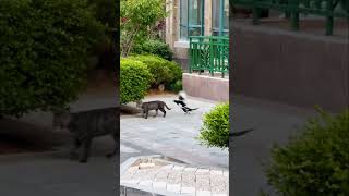 A Magpie couple drove the grey black cat away together magpierobin birds pet shorts [upl. by Noired847]