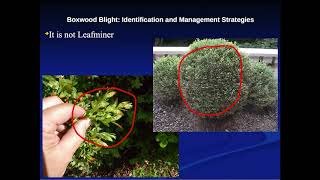 Boxwood Blight Identification and Management Strategies with Patrick Mawhinney [upl. by Fritts]