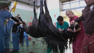 Animalia Cómo transportar un caballo de 500 kilos [upl. by Adiaz]