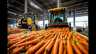 How Carrots Are Harvested And Processed  The Journey from Farm To Your Table [upl. by Abijah]