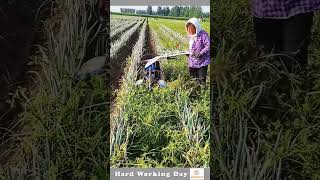 Hard Working Day 219 The Process Of Growing Green Onions [upl. by Elora]