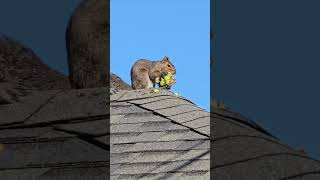 Blue jays the Sunflower Bandit and some crows [upl. by Berliner]