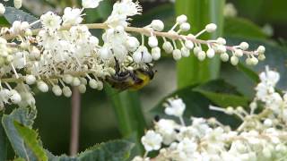 Mallota Flower Fly Nectaring フタガタハラブトハナアブ♀がリョウブに訪花吸蜜 [upl. by Uird]