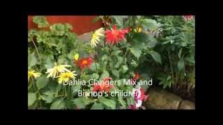 Dahlia Bishops Children and clangers mix From seed Help and care [upl. by Elatan]