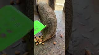 Does the multifunctional big nose look like your home vacuum cleaner Elephant Zoo real shot video [upl. by Nwad]