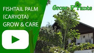 Fishtail palm  grow and care Caryota [upl. by Deehan]