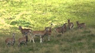 Rando en Auvergne  De SuperBesse au MontDore par la face sudouest du Sancy mouflons droseras [upl. by Issac]