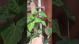 Philodendron verrucosum baby leafhouseplants plants [upl. by Oniratac]