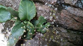 꽃 중의 별이라 불리는 참바위취꽃Saxifraga oblongifolia Nakai [upl. by Nennerb]