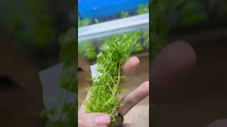 Bacopa Australis aquarium plants aquariumshop [upl. by Austreng190]