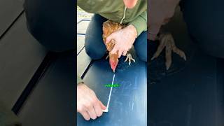 Ein Huhn mit Kreide hypnotisieren😱 huhn hypnose landwirtschaft dorfkind gutzuwissen hahn [upl. by Haydon]