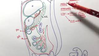 Anatomía general del peritoneo [upl. by Jesher676]