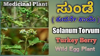 ಸುಂಡೆ ಗಿಡ Solanum Torvum Turkey Berry [upl. by Enialedam81]